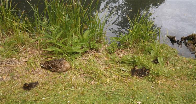 Dark brown duck in the grass with 5 tiny ducklings nearby