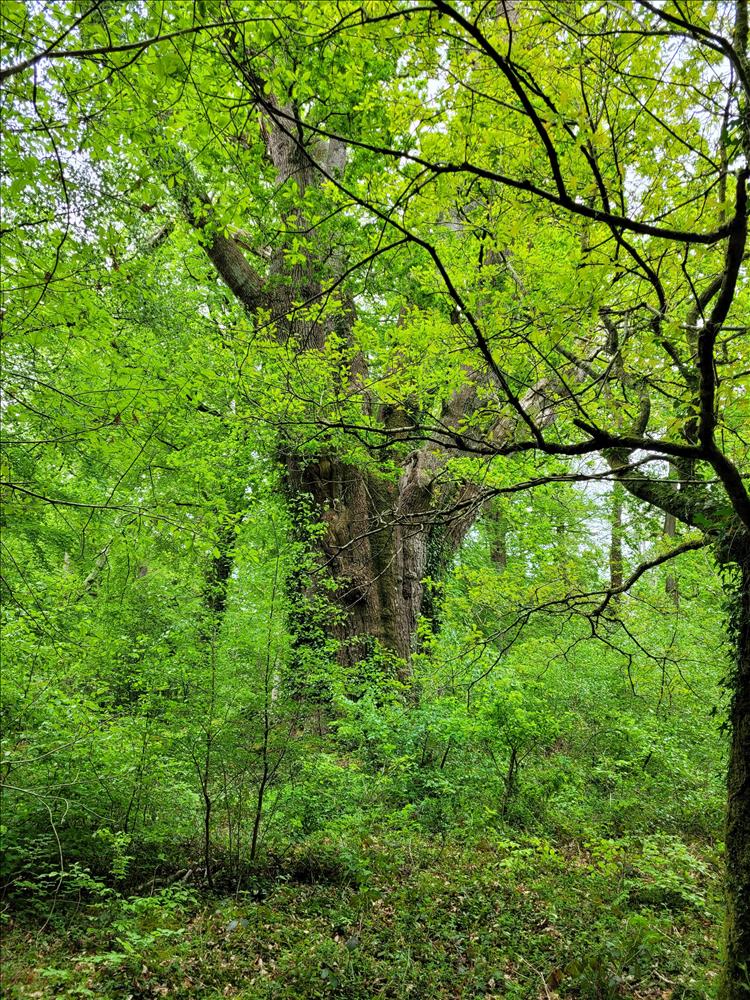 A stout tree enveloped in thick undergrowth and a vibrant green canopy
