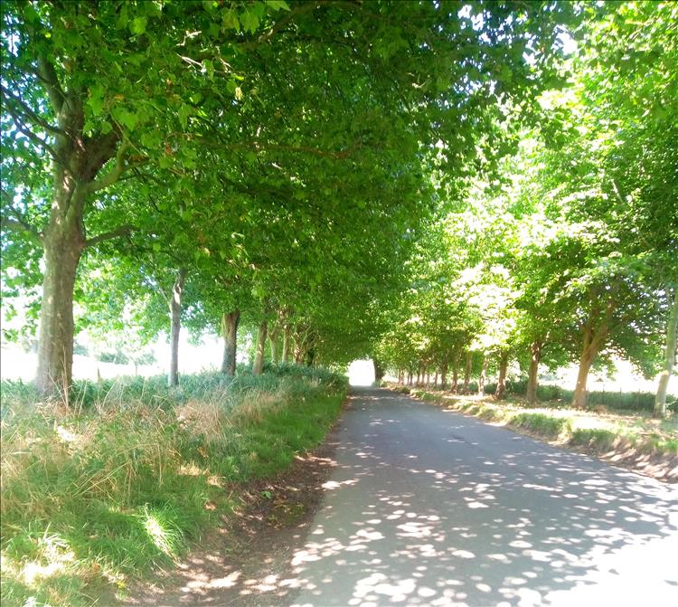 A narrow lane shaded by trees either side in the sunshine