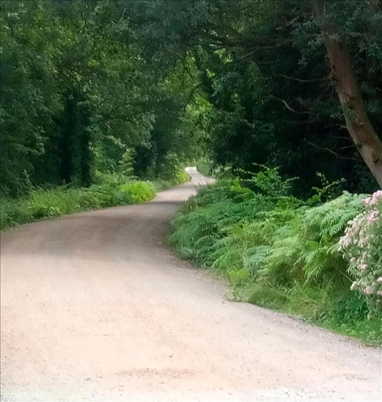 A gravel track winds through thick trees and ferns and dense foliage