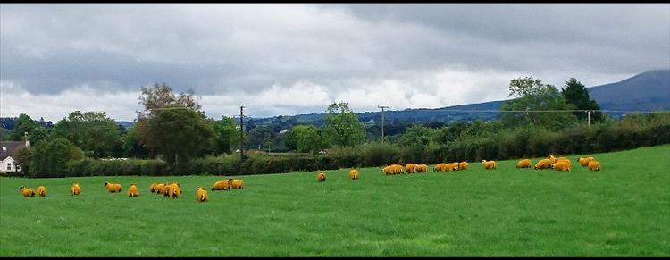 In the lush green field are a small flock of deep orange coloured sheep