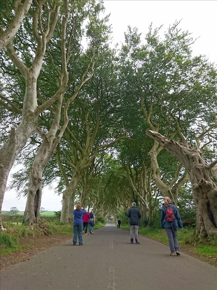 Tall, twisted and multi-trunked trees line the road with quite a few tourists