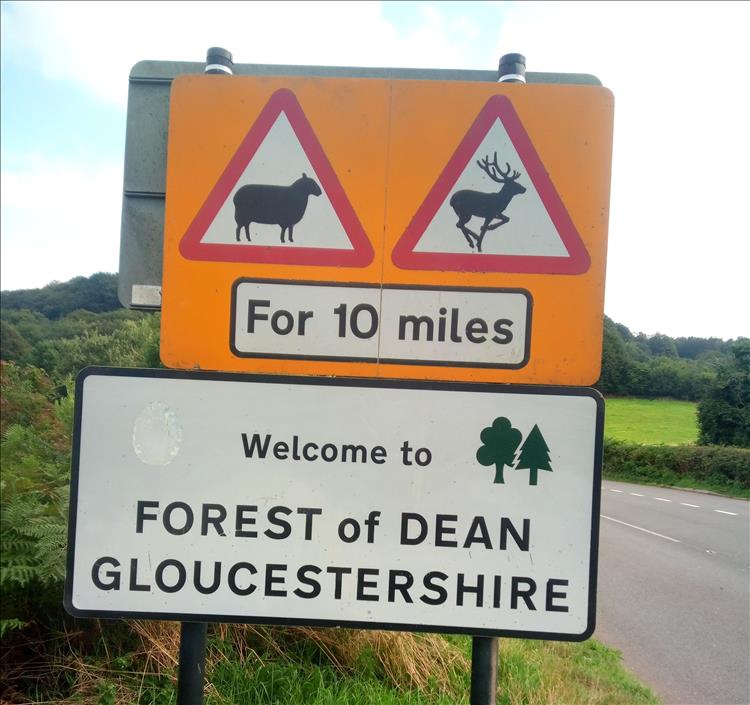 Sign says Welcome To The Forest Of Dean as well as warning triangle for sheep and deer