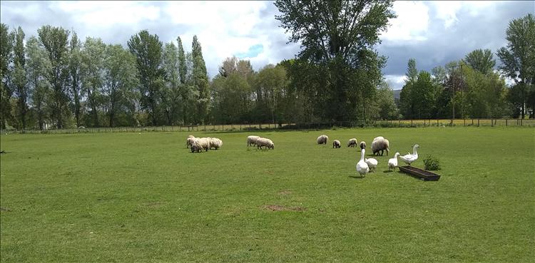 Sheep and geese in a large green paddock field