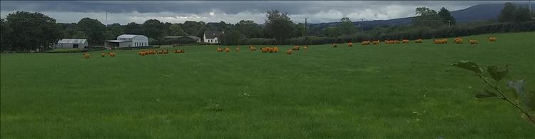 In the distance we can see a herd of sheep dyed a dark and dirty orange