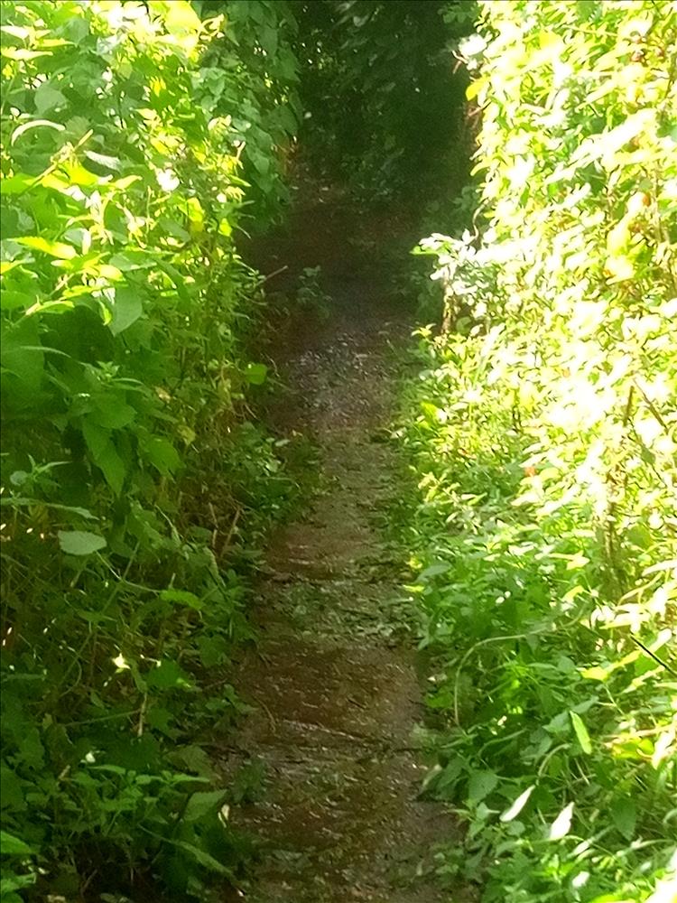 weeds and foliage overgrow on the narrow footpath that mick is riding to get out of the lane