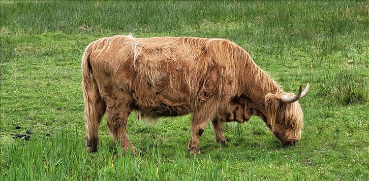 A ginger and long haired Highland cow complete with big horns