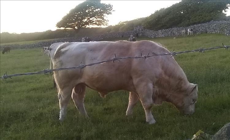 A dirty white bull with incredible strong muscles in a field