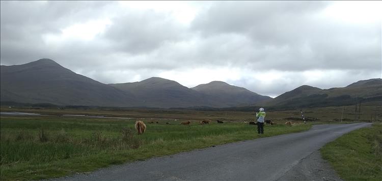 Sharon snaps some Highland cows against a dramatic backdrop of Mull mountains