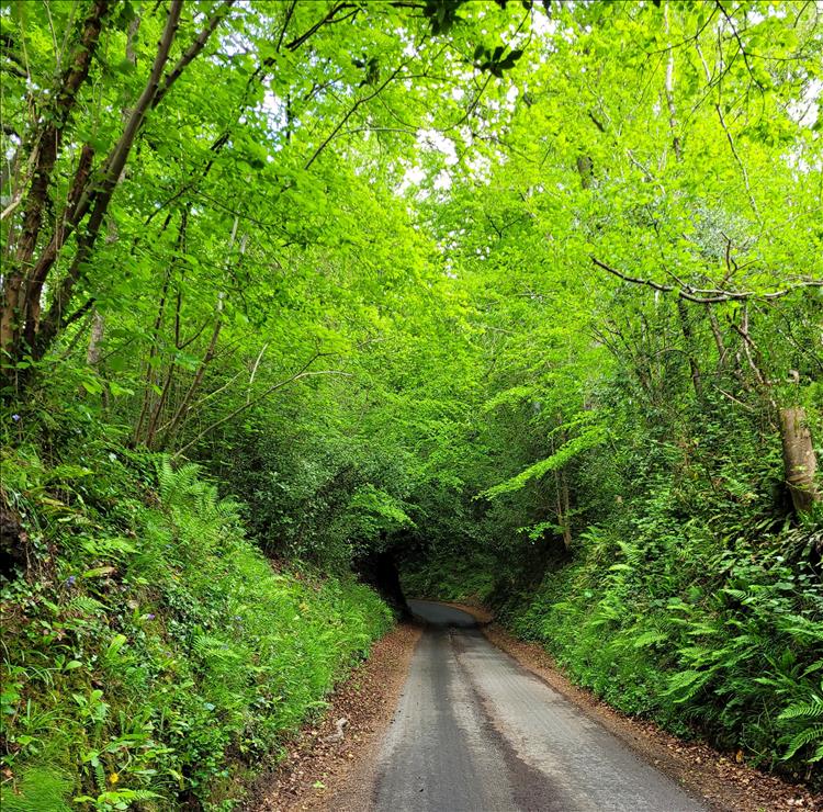 Trees, plants and all things green enshroud the lane to Dinton