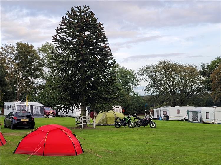 A very tall monkey puzzle tree towers over the bikes and the tents at the campsite