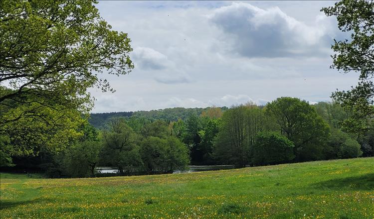 A green grass meadow with buttercups leads to a large pond amidst some large trees