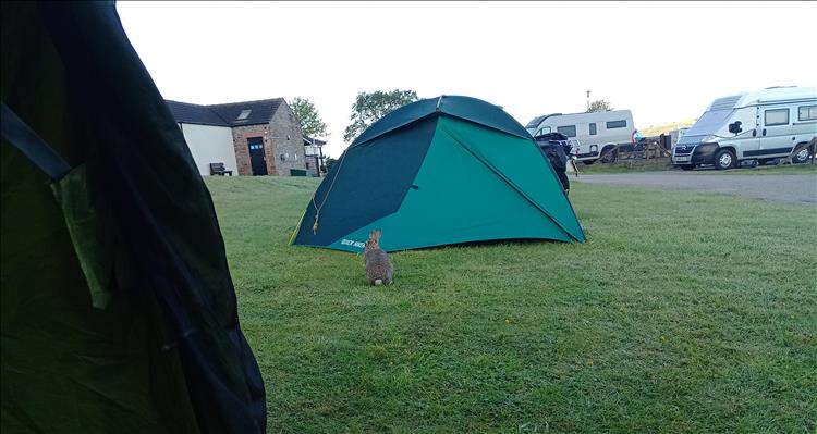 Looking out from the tent there's a rabbit on the grass just a couple of meters away