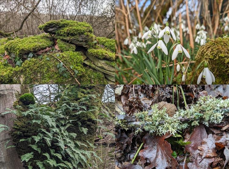 Montage of mosses, snowdrops, ferns and floiage from the walk