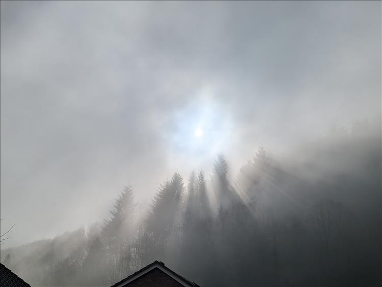 The sun pokes through mist and trees causing a dramatic artistic scene