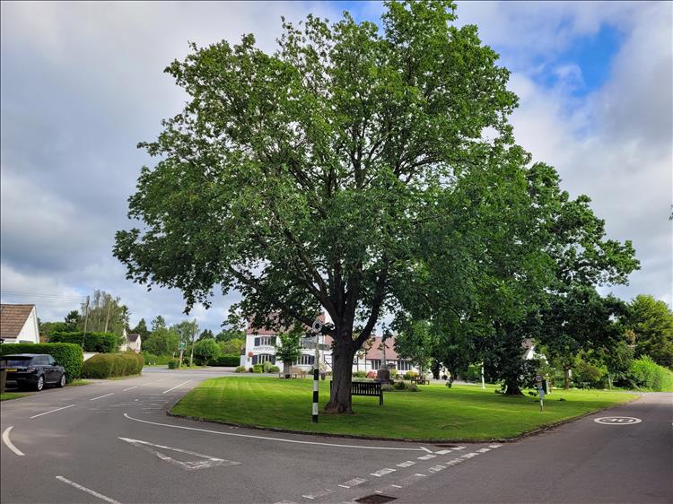 A village green with road around it and a large tree, very smart and very peaceful