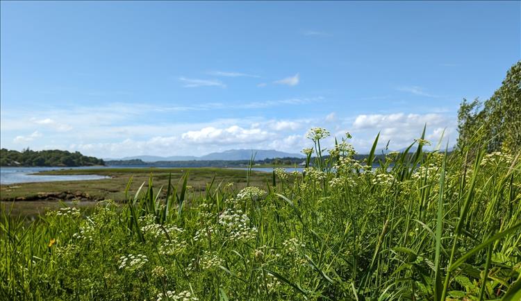 Thick grasses in the foreground, a loch and mountain behind