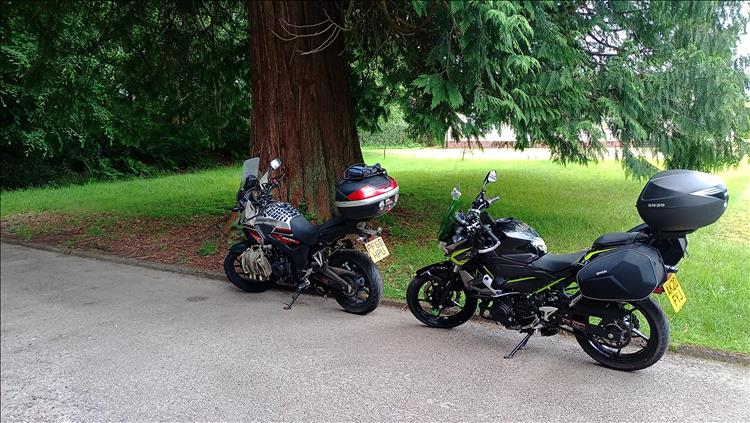 The 2 bikes beside a massive tree and a grassy area