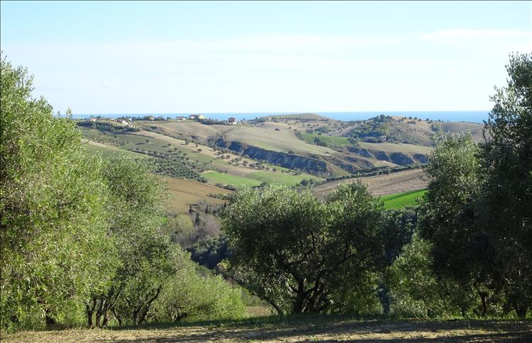 Looking between trees there's farmland hills folding into the distance then the sea