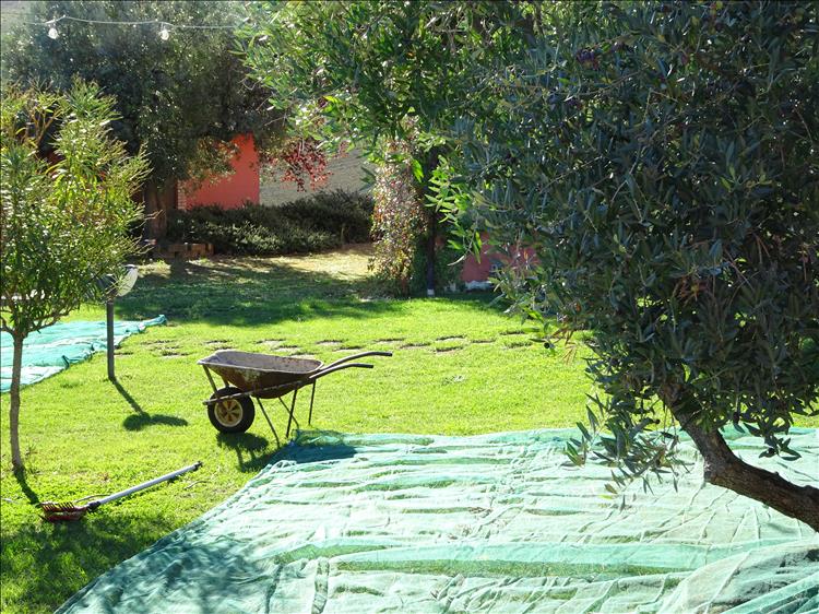 A wheelbarrow, some netting spread across the ground and a few olive trees