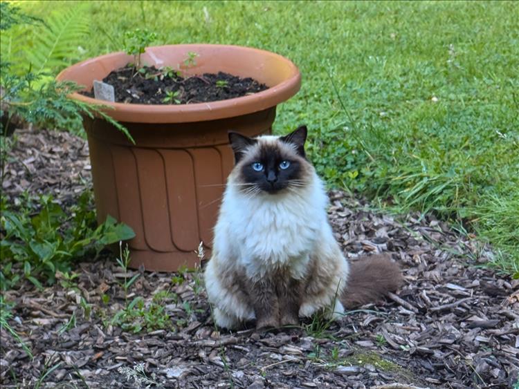 A furry persion cat with blue eyes looks entirely disinterested