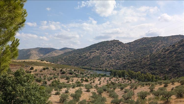 Gnarly bushes on hillsides and dry grasses with a green vineyard among it all by the river