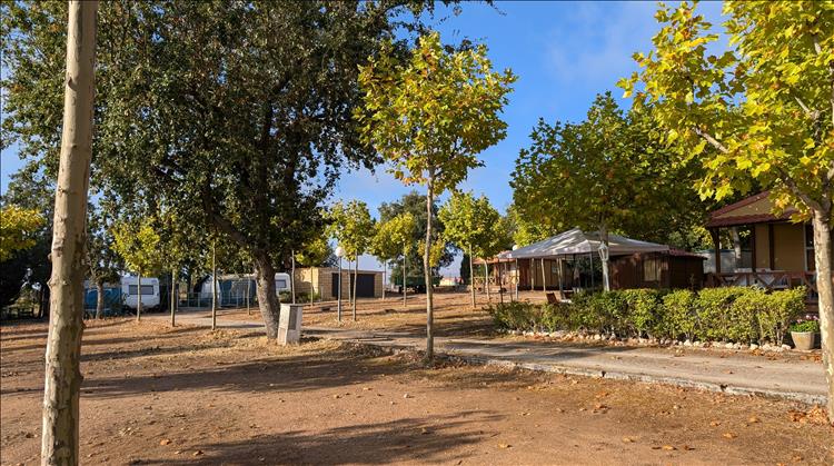 dry grassless ground, a number of trees with some leaves and a few caravans and buildings