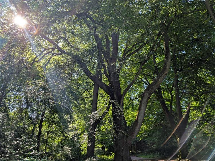 A tree, twisted and old, reaches into the sky with thick foliage and the sun just pokes through
