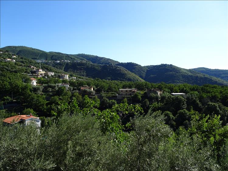 This dense green trees cover fat hills with the odd houses between