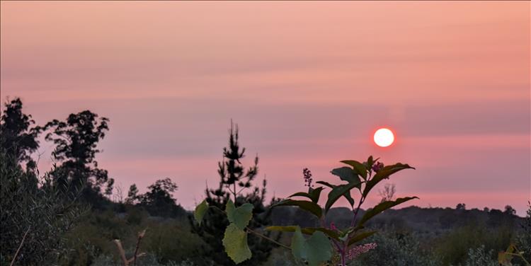 A glorious orange sunset over the foliage and hills around the campsite