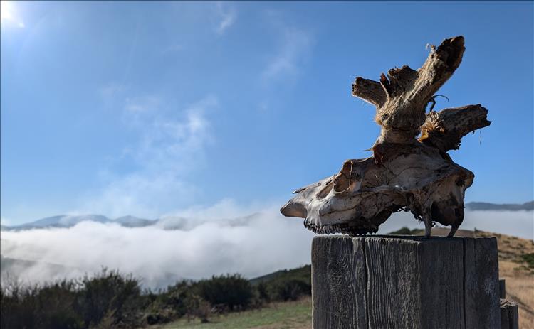 An animal skull with the remnants of horns atop a post with stunning views all around