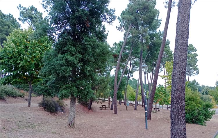 Tall pine type trees with curved trunks and dry ground at the campsite in Vimioso