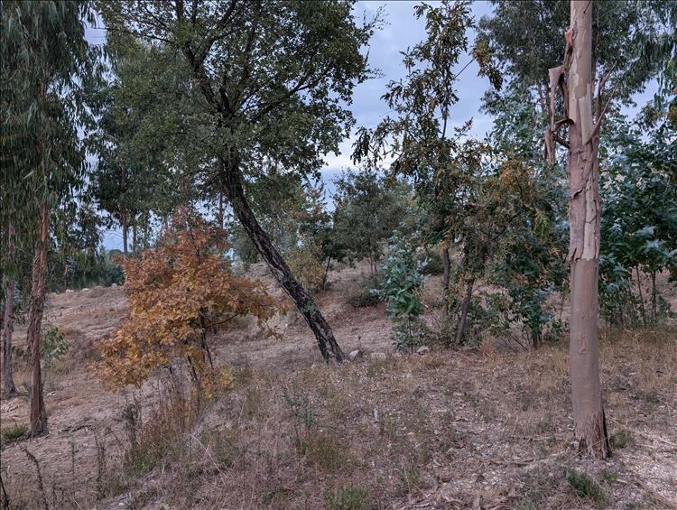 twisted trees, dry and very uneven ground on a hillside and tangled weeds