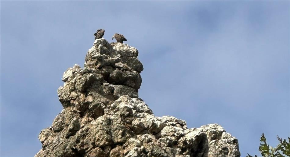 2 vultures stand atop a craggy angular rock