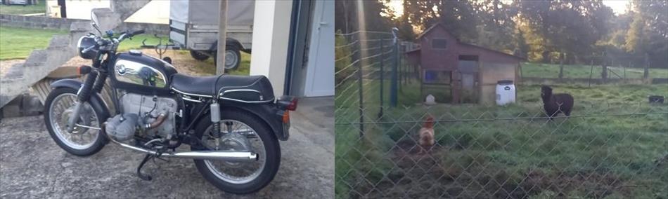 Montage - on the left a classis boxer BMW Motorcycle, to the right a black sheep in a small field