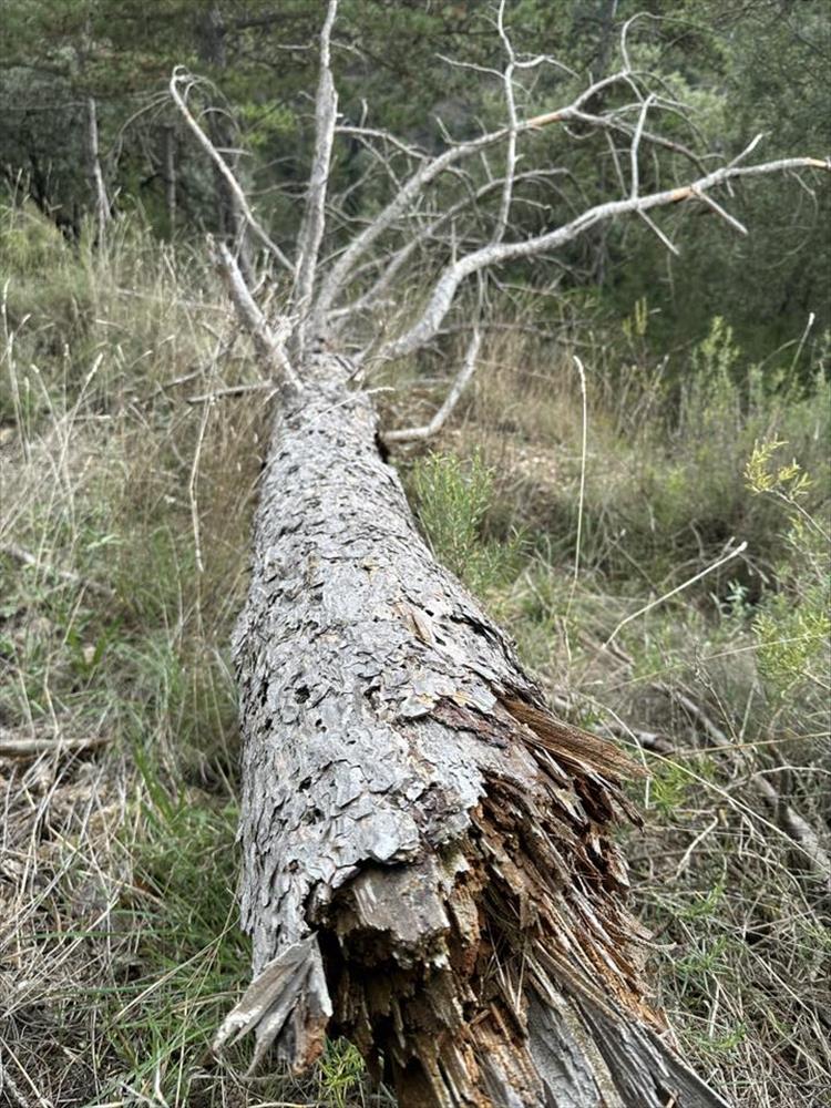 A fallen now decaying tree among the forest