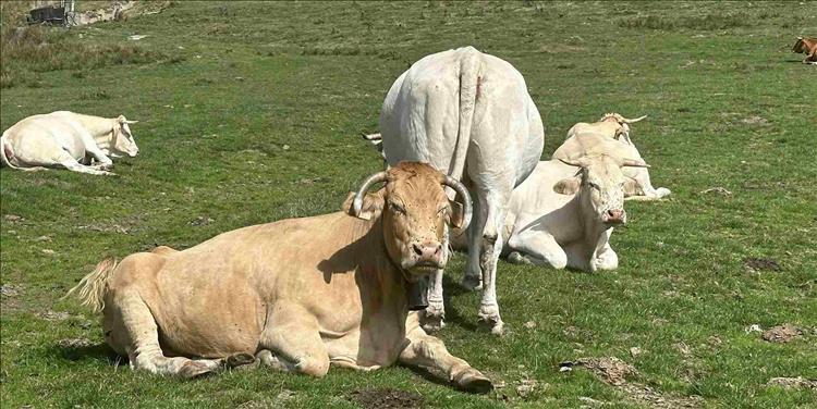 White and light tan coloured cows lazing in the mountain sunshine