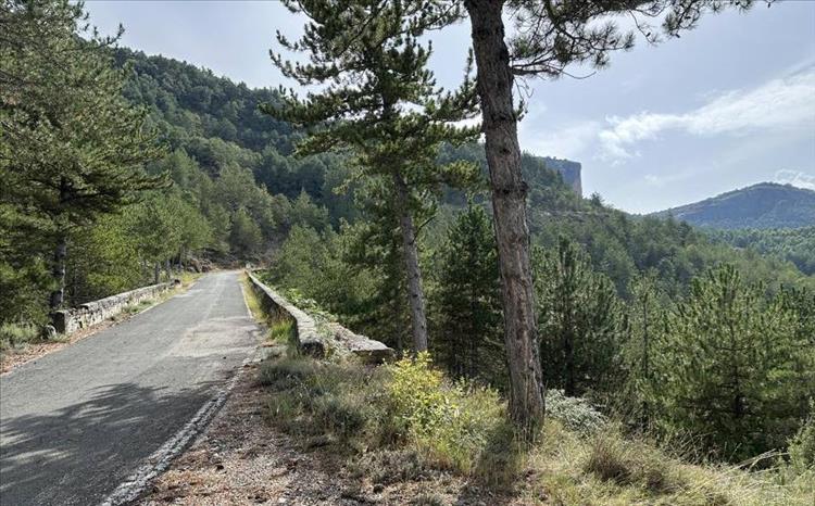 Trees, empty road and endless moauntains again