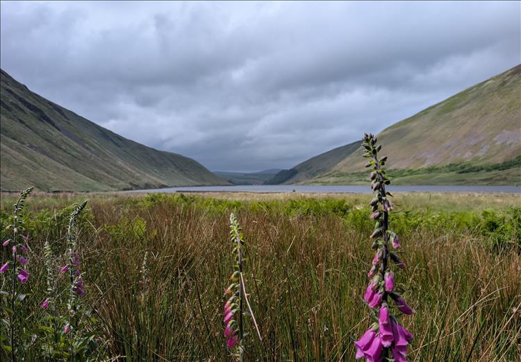 Ominous clouds, steep valley sides, a reservoir and in clear focus a purple flower up close