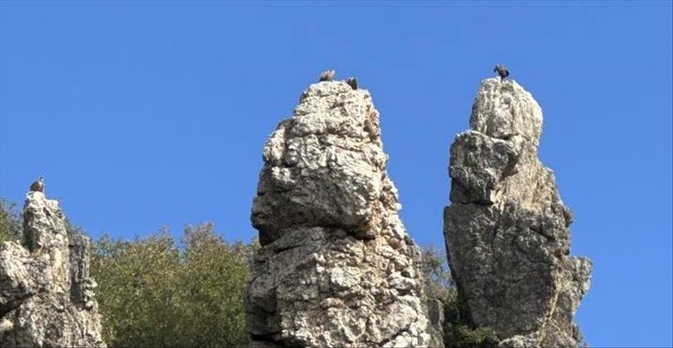 3 towering rocks with a few vultures atop each tower