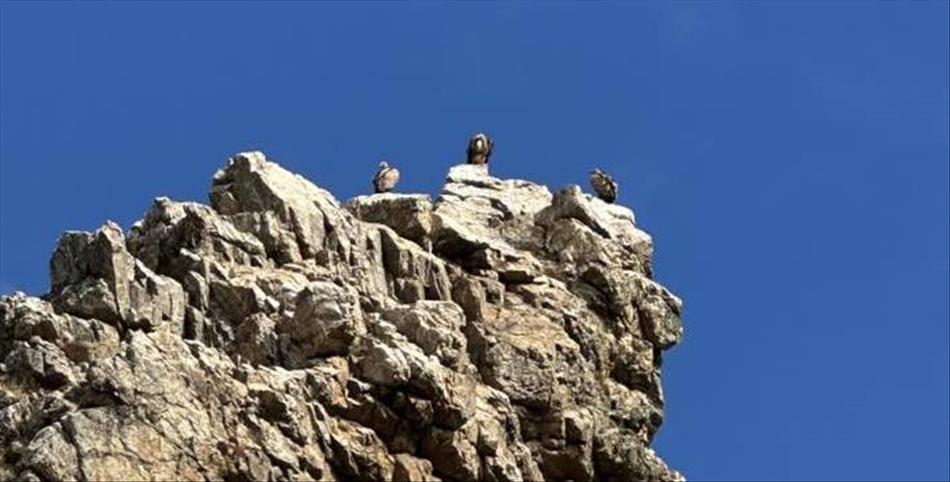 this time 3 vultures atop another angular craggy rock