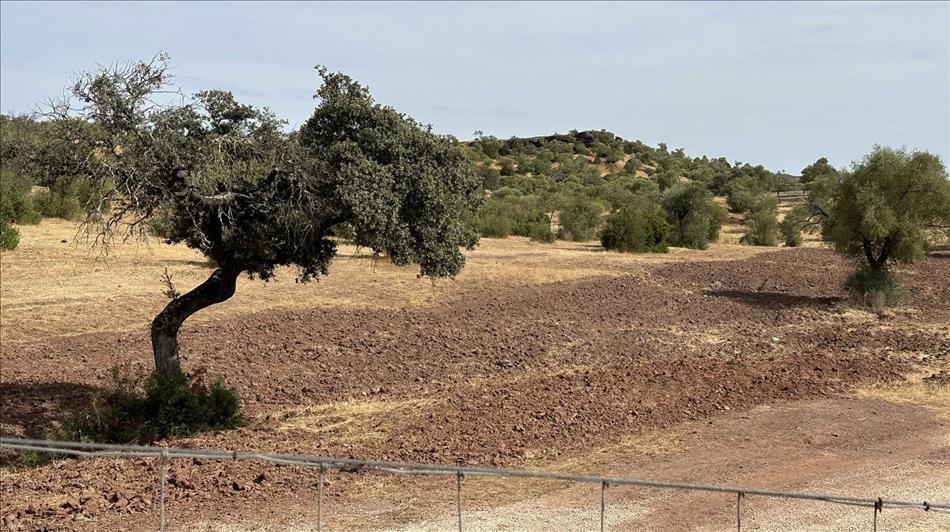 gnarled small trees, dry grass, but some of the earth has been tilled and is a dry dusty dark red