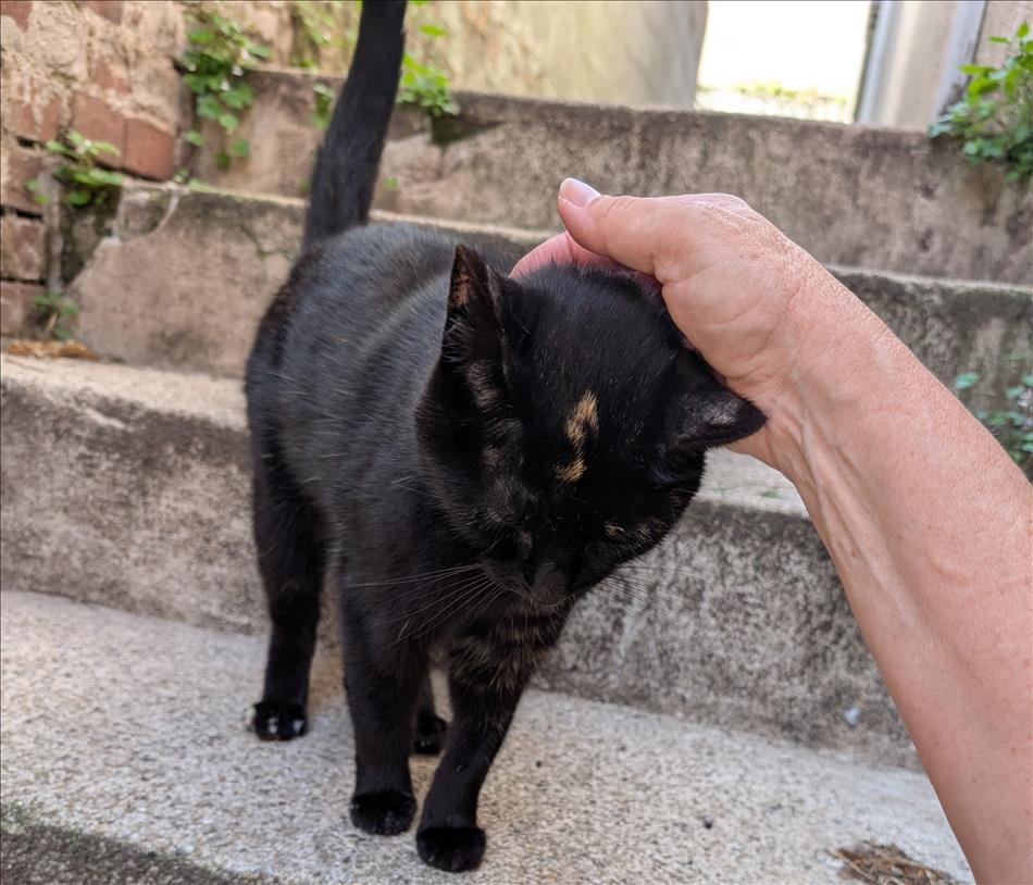 A small cat on concrete step receiving a tickle