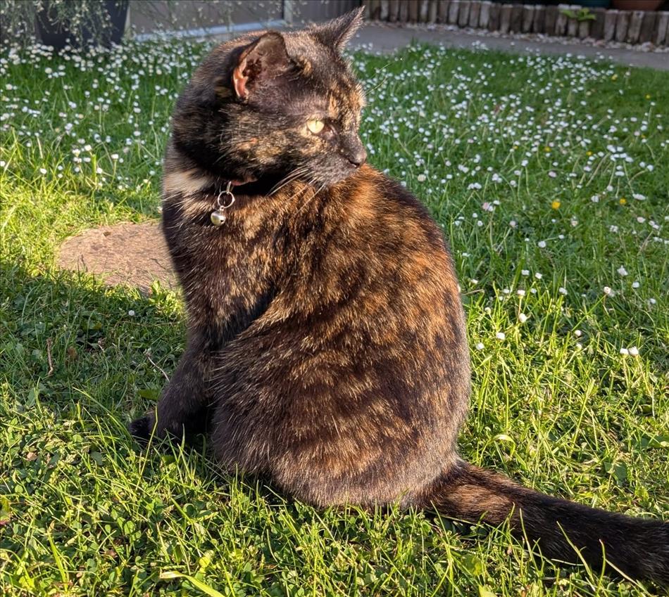 Sharon's cat sat in the garden