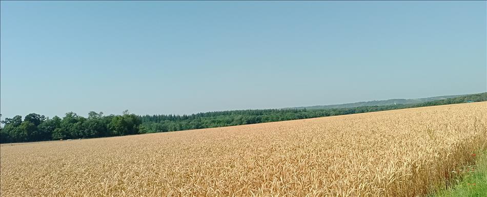 A large field of golden ripe wheat, beyond there's lush green trees and blue skies
