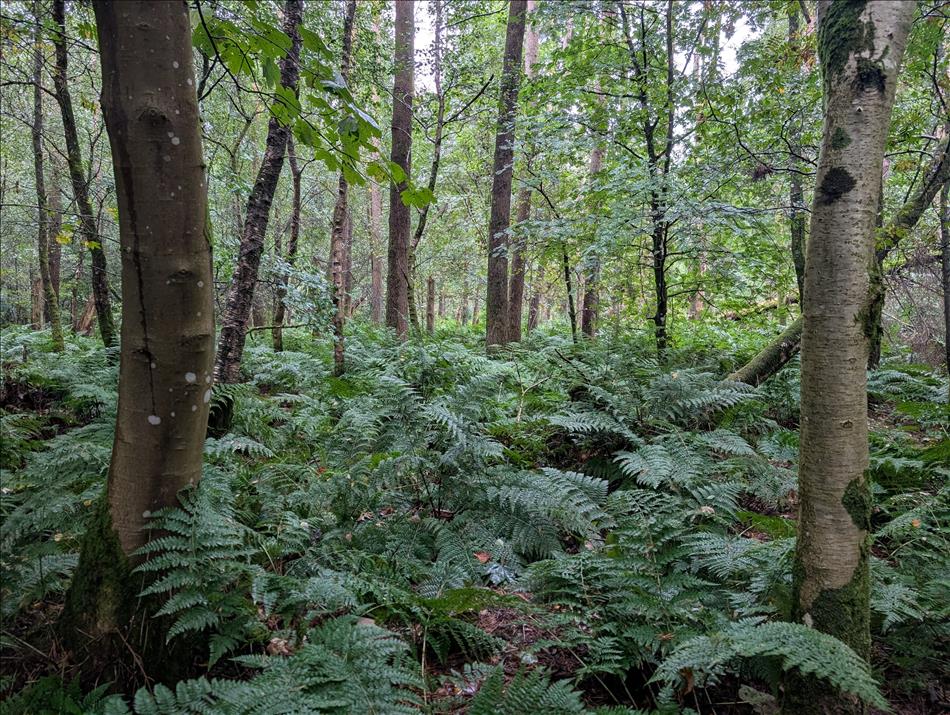 Numerous tree trunks, branches and leaves, the floor is covered in ferns