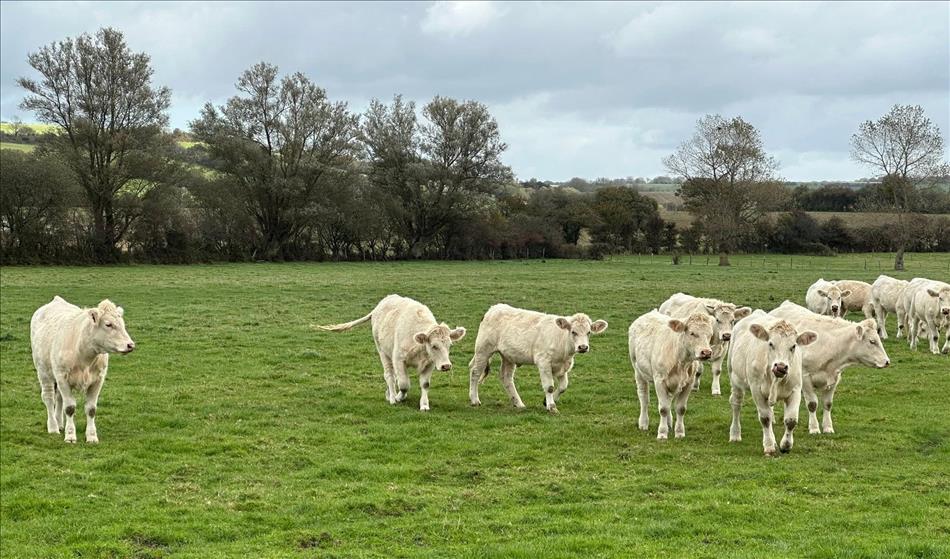 A field and a herd of white cows