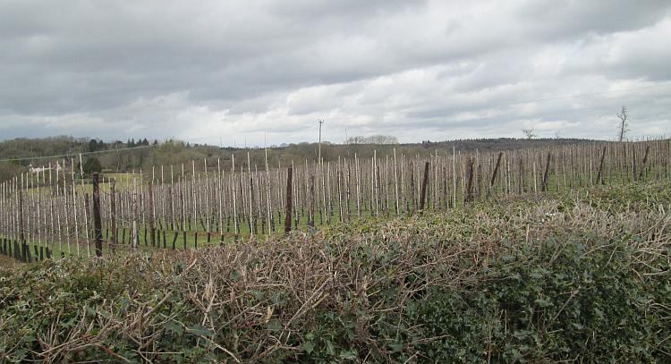 thin sparse new vines growing on a grey overcast english day